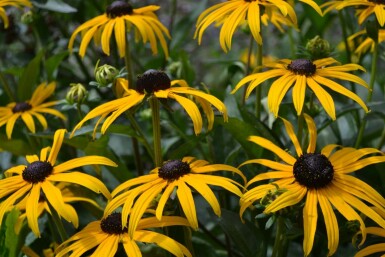 Rudbeckia fulgida 'Goldsturm'