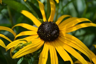 Rudbeckia fulgida 'Goldsturm'