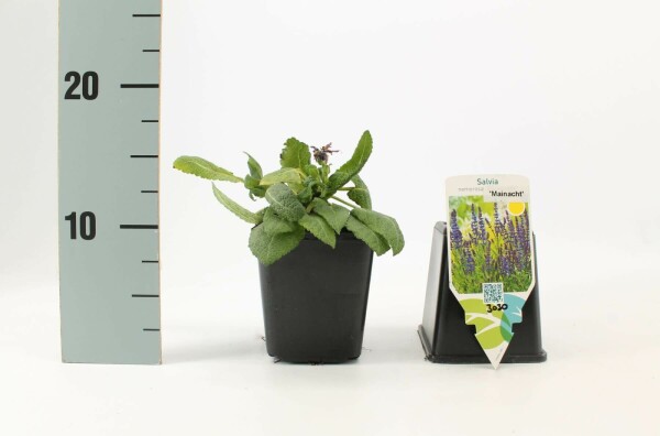 Salvia nemorosa 'Mainacht'
