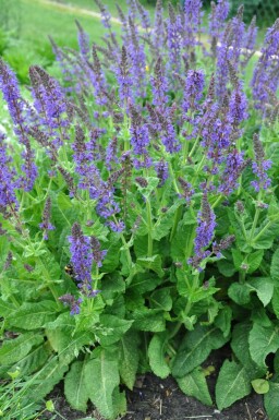 Salvia nemorosa 'Mainacht'