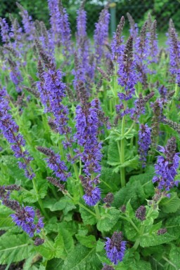 Salvia nemorosa 'Mainacht'