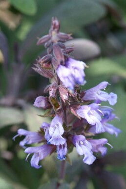 Salvia officinalis 'Purpurascens'