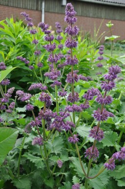 Salvia verticillata 'Purple Rain'