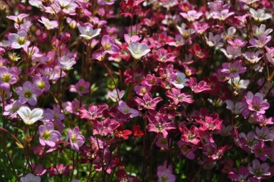 Saxifraga × arendsii 'Purpurteppich'