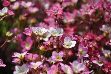 Saxifraga × arendsii 'Purpurteppich'