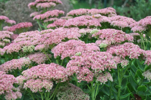 Sedum 'Herbstfreude'