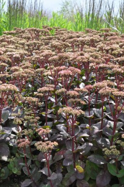 Sedum 'Matrona' Fetknoppar 5-10 i kruka P9