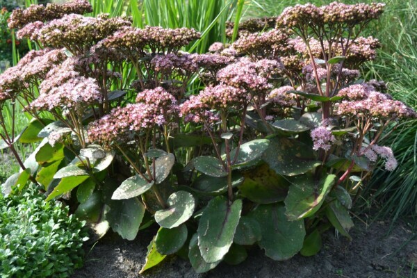 Sedum 'Matrona'