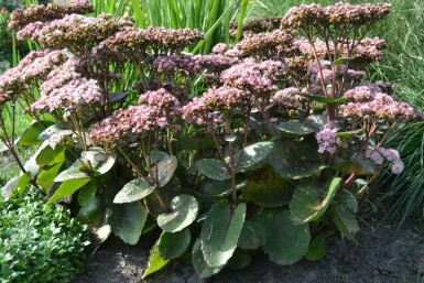 Sedum 'Matrona' Fetknoppar 5-10 i kruka P9