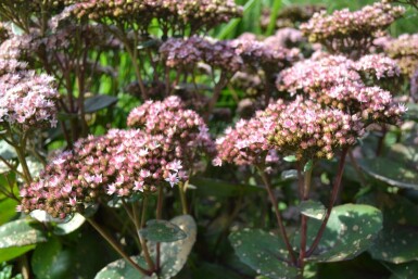 Sedum 'Matrona' Fetknoppar 5-10 i kruka P9