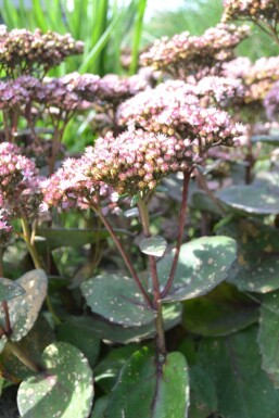 Sedum 'Matrona' Fetknoppar 5-10 i kruka P9