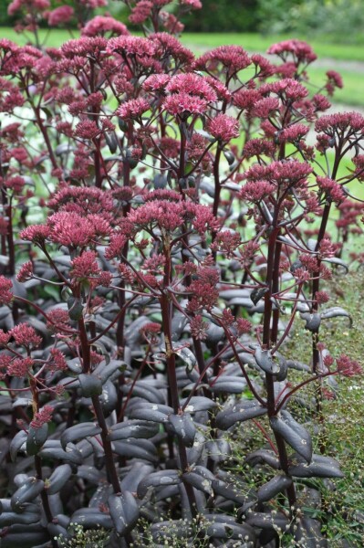 Sedum 'Purple Emperor'