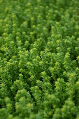 Sedum acre