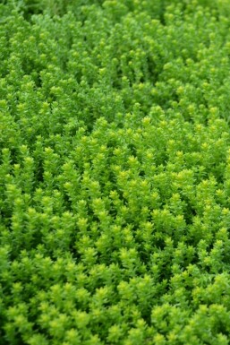 Sedum acre