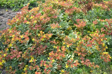 Sedum floriferum 'Weihenstephaner Gold'