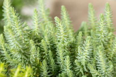 Sedum reflexum