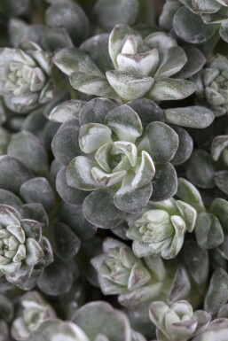 Sedum spathulifolium 'Cape Blanco'