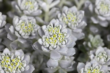 Sedum spathulifolium 'Cape Blanco'