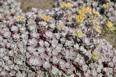 Sedum spathulifolium 'Purpureum'