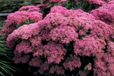 Sedum spectabile 'Brilliant'