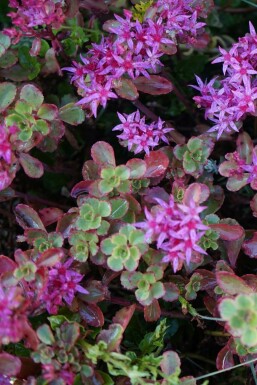 Sedum spurium 'Splendens'