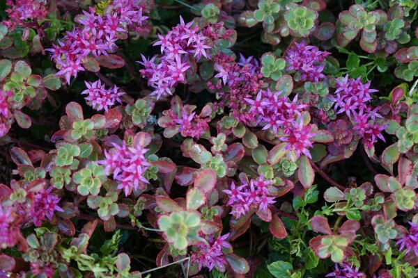 Sedum spurium 'Splendens'