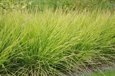 Sesleria autumnalis