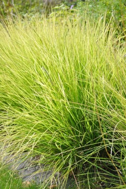 Sesleria autumnalis