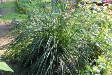 Sesleria caerulea Atlantisk älväxing 5-10 i kruka P9