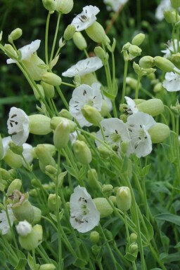 Silene maritima 'Weisskelchen'