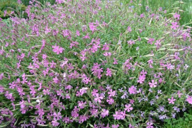 Silene schafta 'Splendens'