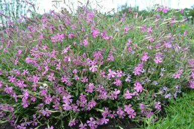 Silene schafta 'Splendens'