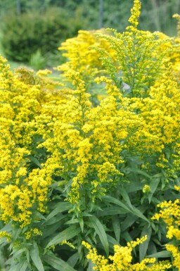 Solidago canadensis 'Goldkind'