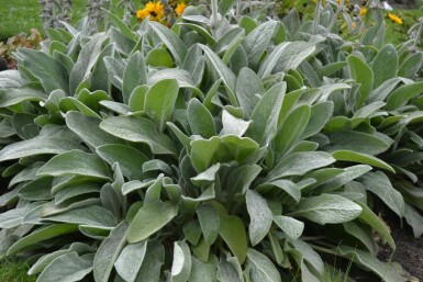 Stachys byzantina