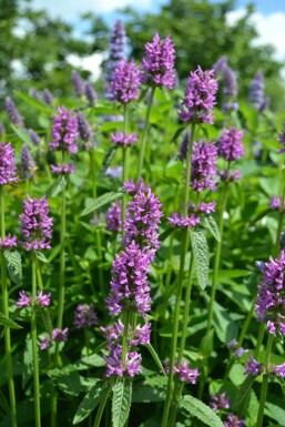 Stachys monieri 'Hummelo'