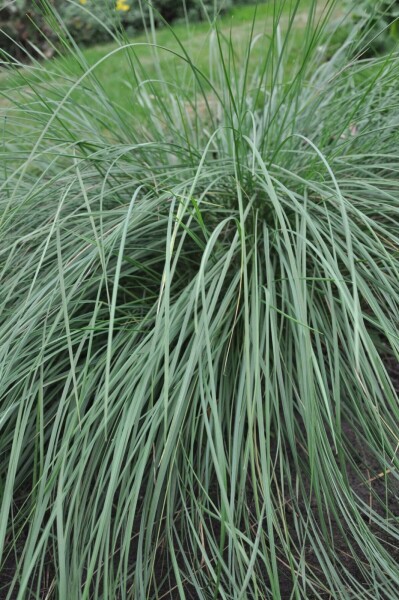 Stipa gigantea