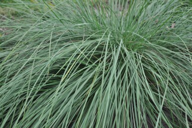 Stipa gigantea