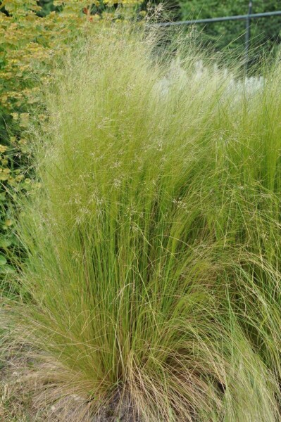 Stipa tenuissima