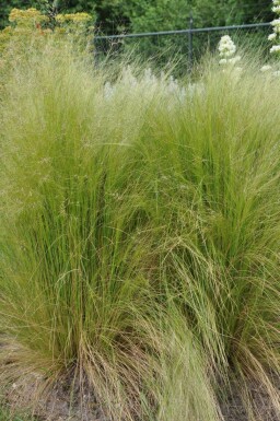 Stipa tenuissima