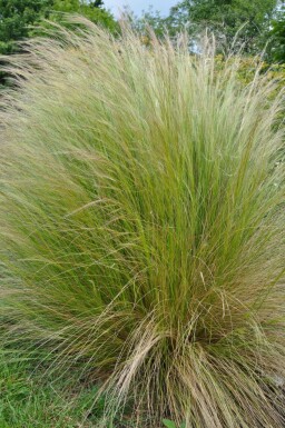 Stipa tenuissima