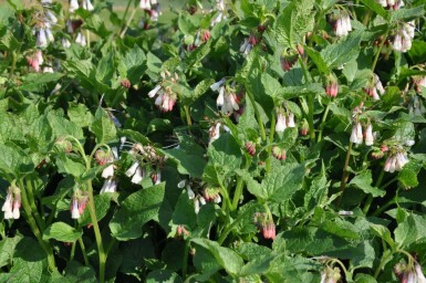 Symphytum grandiflorum Kaukasisk vallört 5-10 i kruka P9