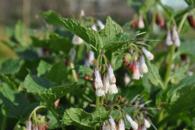 Symphytum grandiflorum Kaukasisk vallört 5-10 i kruka P9