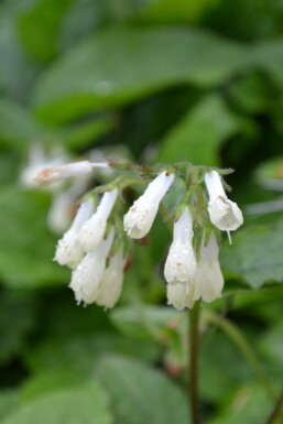 Symphytum grandiflorum Kaukasisk vallört 5-10 i kruka P9