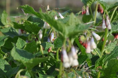 Symphytum grandiflorum Kaukasisk vallört 5-10 i kruka P9