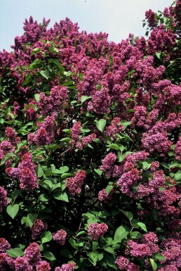 Syringa vulgaris 'Andenken an Ludwig Spath'