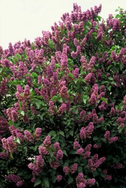 Syringa vulgaris 'Andenken an Ludwig Spath'