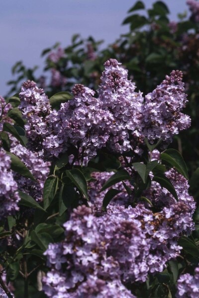 Syringa vulgaris 'Michel Buchner'