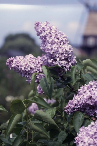 Syringa vulgaris 'Michel Buchner'