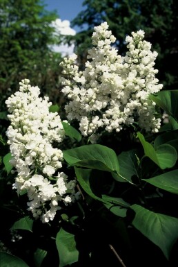 Syringa vulgaris 'Mme Lemoine'