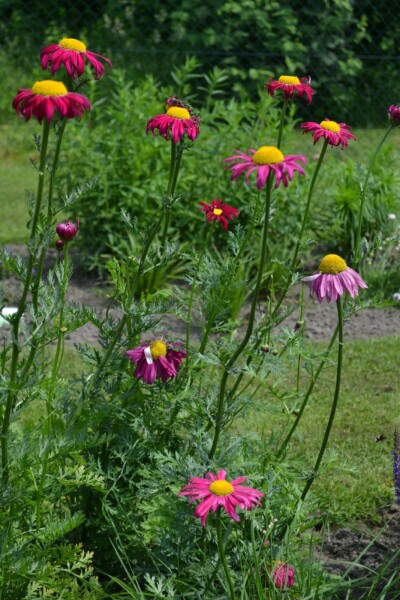 Tanacetum coccineum 'Robinson's Red'